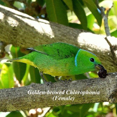 Golden-browed Chlorophonia